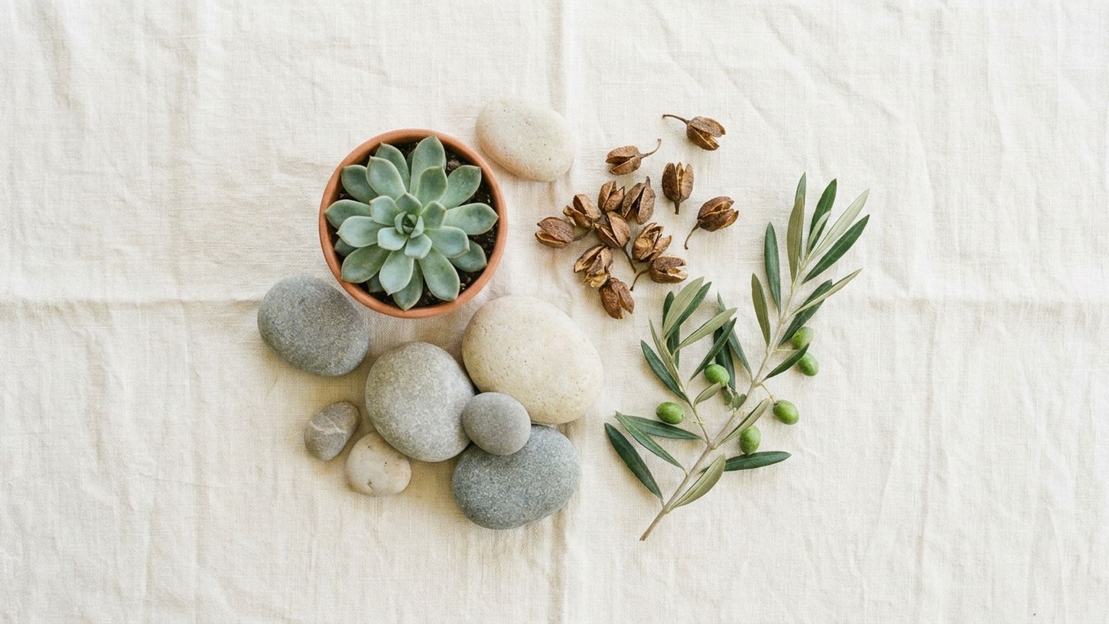 Stones, a succulent and olive leaves arranged on linen